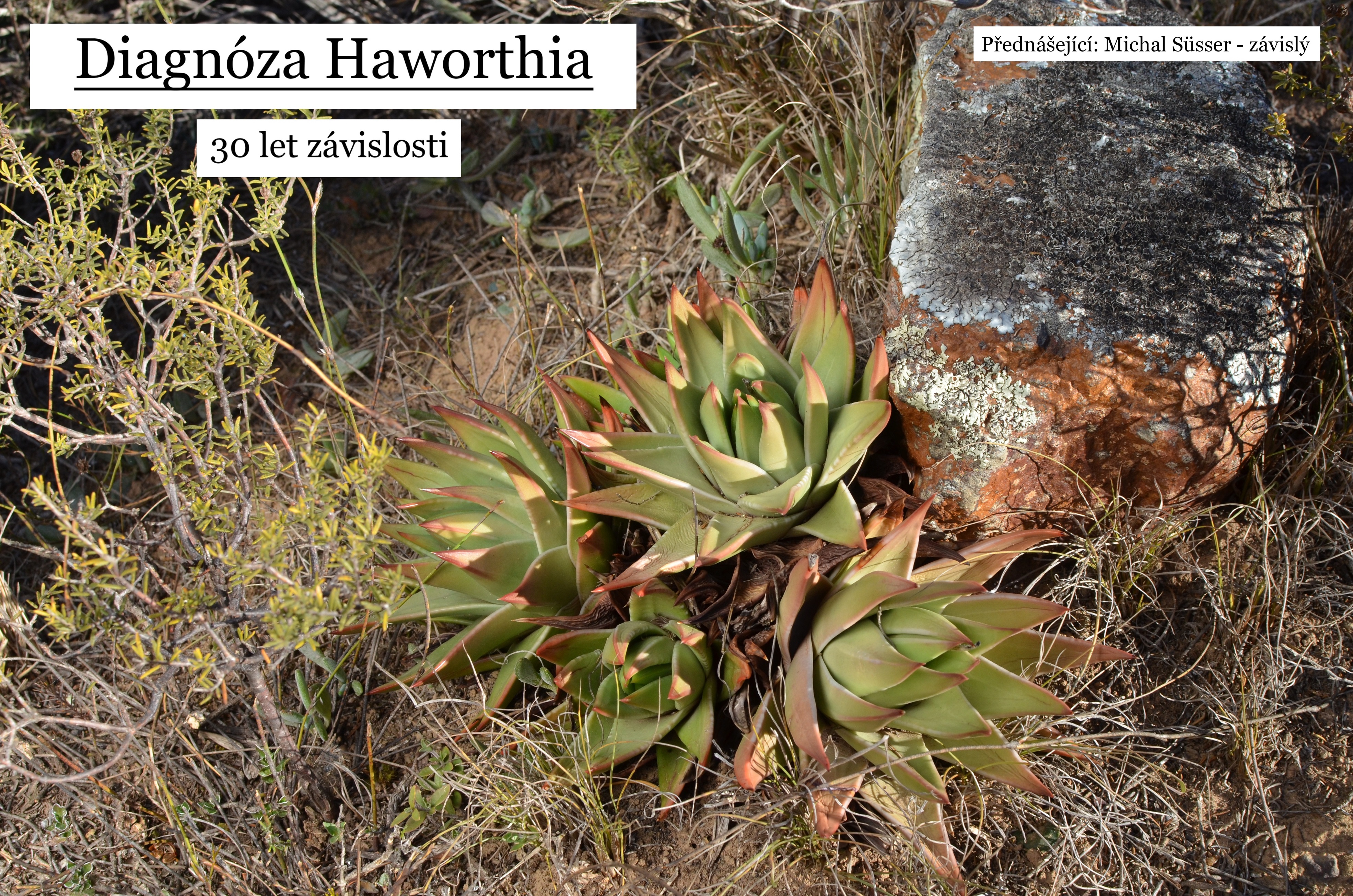 Diagnoza Haworthia II